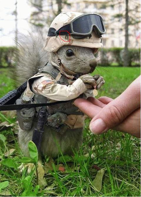 SquirrelTrooper2.jpg