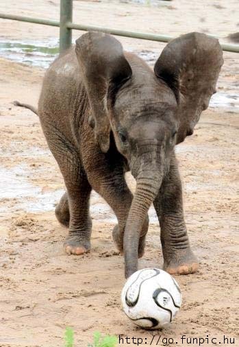 ElephantSoccer.jpg