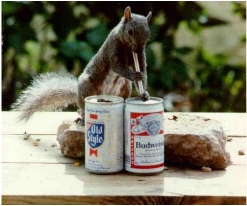 squirrel_beer.jpg