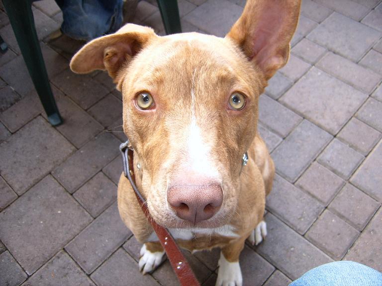 doggage.jpg