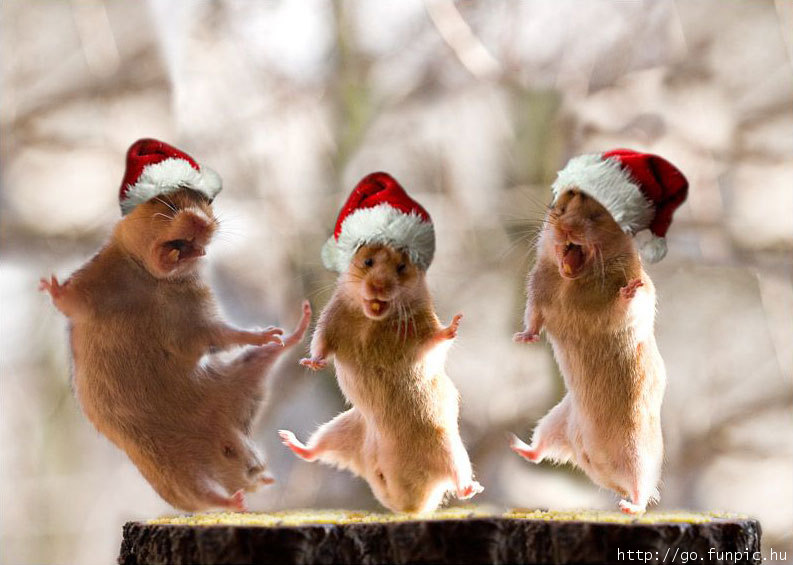 Xmasrodents.jpg