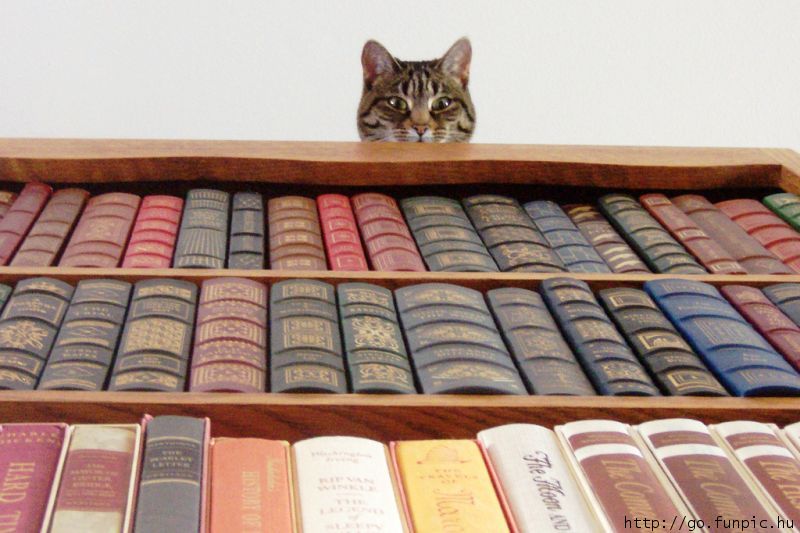 Catwatching.jpg