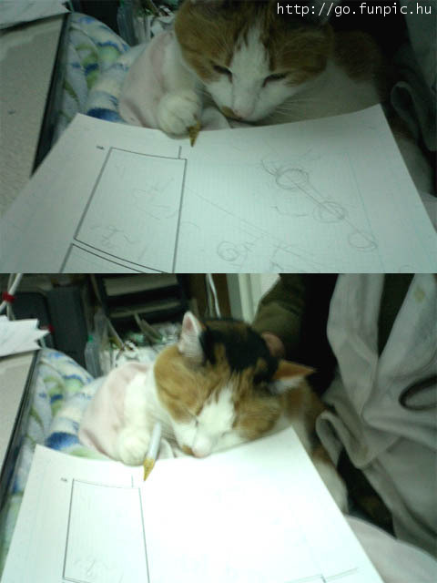 Catdrafter.jpg