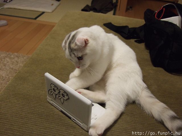 Catoncomputer.jpg