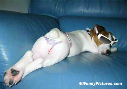 sexydog.jpg