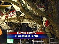 Planeintree1.jpg