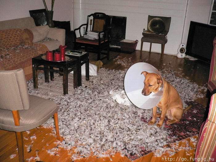 Baddog.jpg