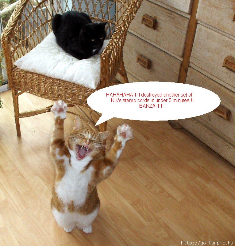 CatBanzaiNIK.jpg
