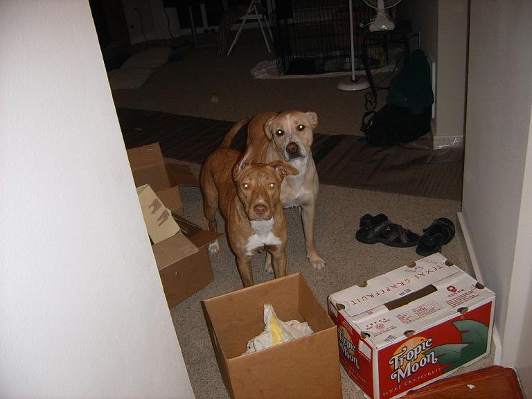 pitbull.jpg