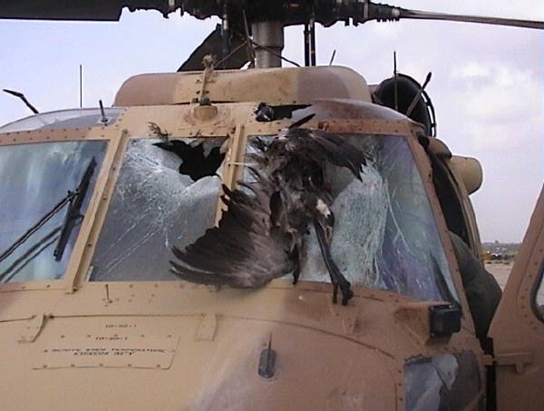 bird20strike202.jpg