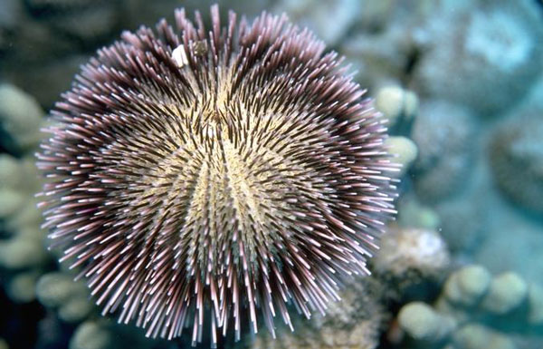sea_urchin.jpg