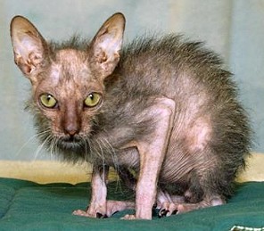 uglycat.jpg