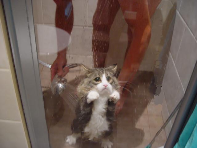 CatShowering.jpg
