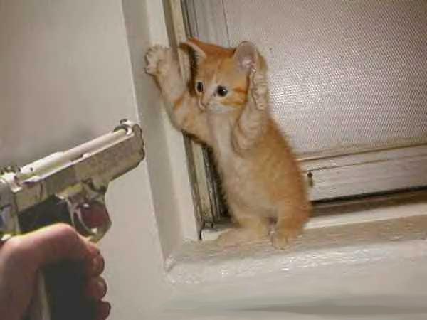 kitten20and20gun.jpg