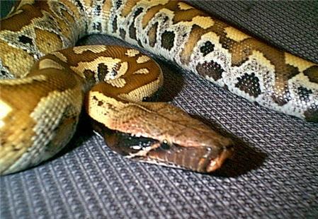 borneo_blood_python.jpg