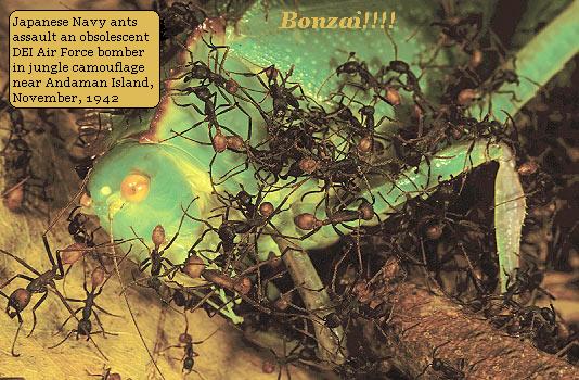 Army_ants_01.jpg