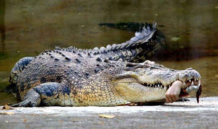 Crocodilehand.jpg