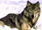 wolf052_.jpg