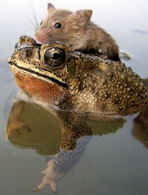 mouseridesafrog.jpg