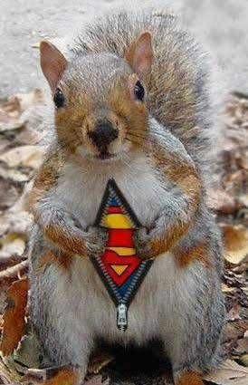 SquirrelSman.jpg