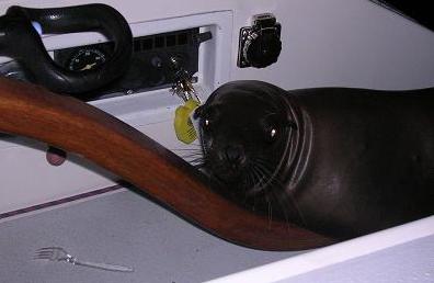SealPic1.jpg