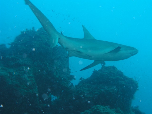 Shark.jpg