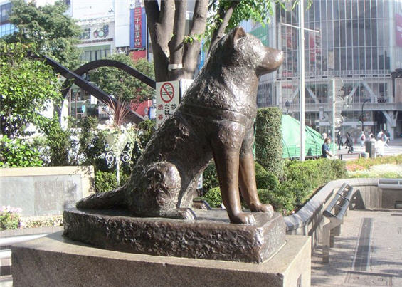 hachiko.jpg