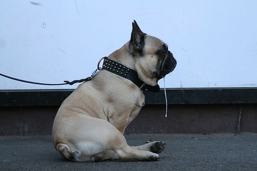 DroolingDog.jpg