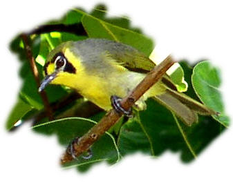 bonin_whiteeye.jpg