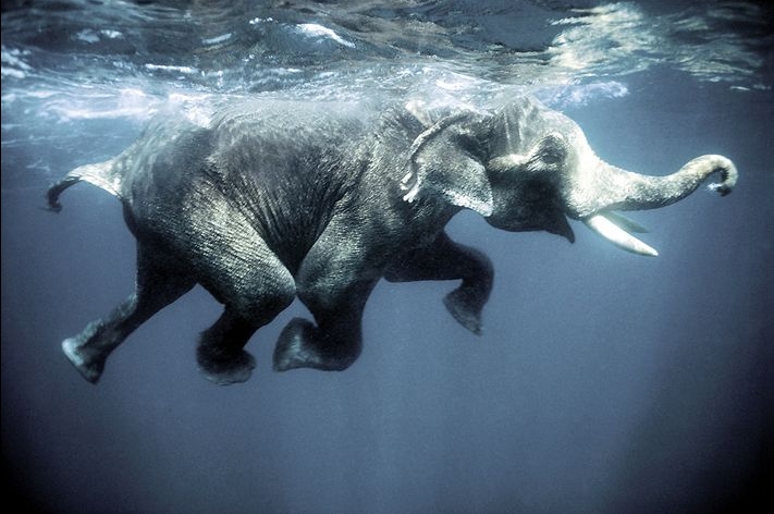 SwimmingElephant.jpg