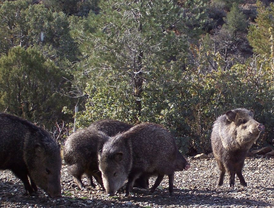 Javelinalr.jpg