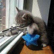kitten.jpg