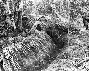 300pxCoco.._at_Buna.jpg