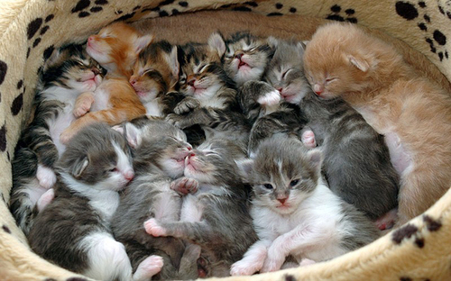 KittensBasket.jpg