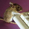 avatar_22036.gif