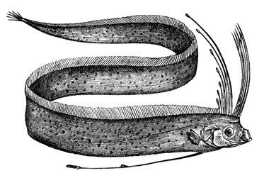 oarfish.jpg