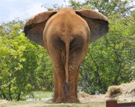 1188227_el..ear_view.jpg