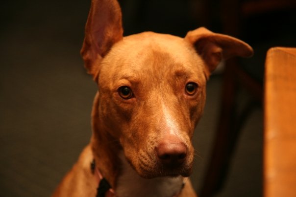 dog.jpg