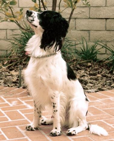 Cooper.jpg