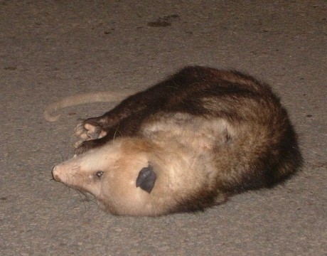 opossum.jpg
