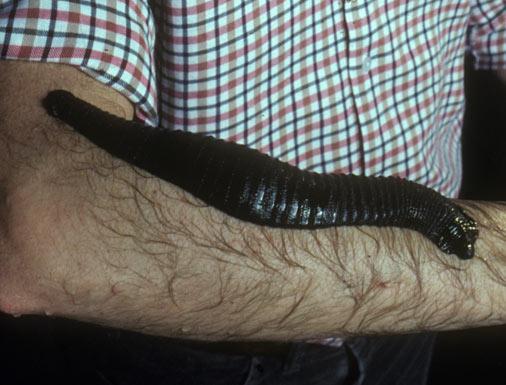 Giantleech.jpg