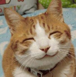 lens499791..appycat.jpg