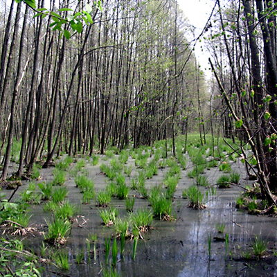 Kampinos_bagna.jpg