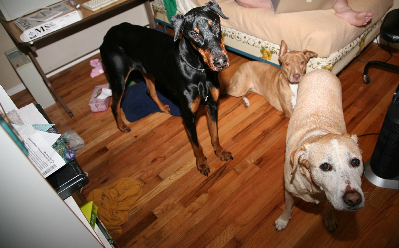 the pack.jpg
