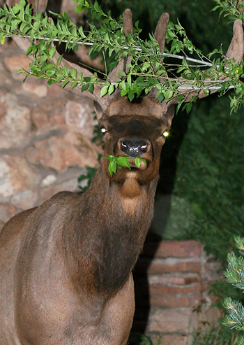 Elk.jpg