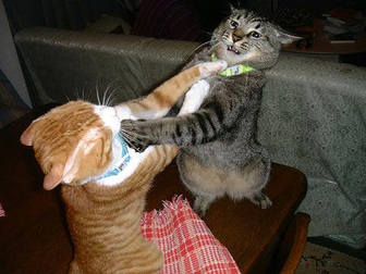 Cats_fighting.jpg