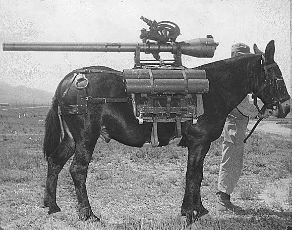 Maultier1.jpg