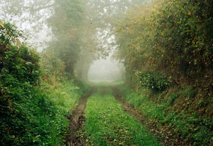 24hedgerow.jpg