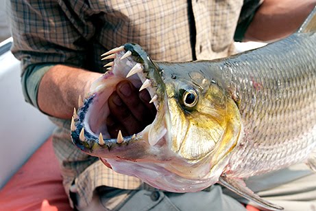 TigerFish.jpg