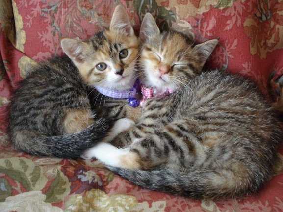 cats.jpg